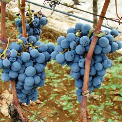 Vino Matic Vinograd 10