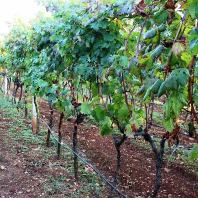 Vino Matic Vinograd 12