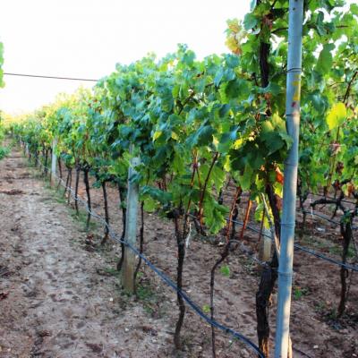 Vino Matic Vinograd 14