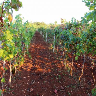 Vino Matic Vinograd 16