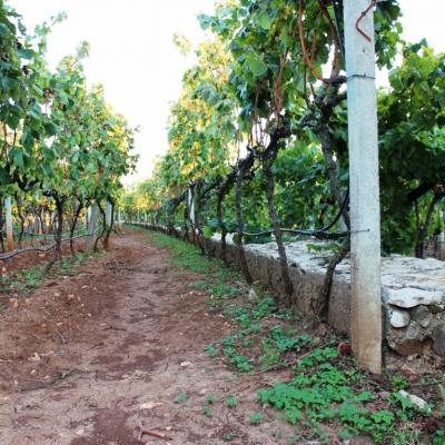 Vino Matic Vinograd 17