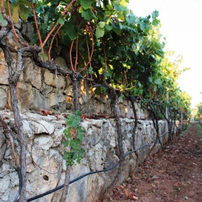 Vino Matic Vinograd 18