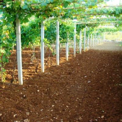 Vino Matic Vinograd 19