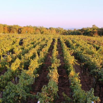 Vino Matic Vinograd 2