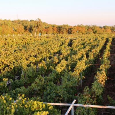 Vino Matic Vinograd 3