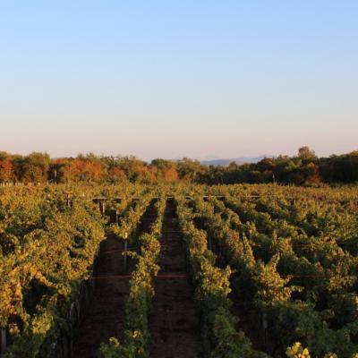 Vino Matic Vinograd 5