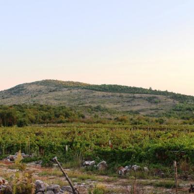 Vino Matic Vinograd 7